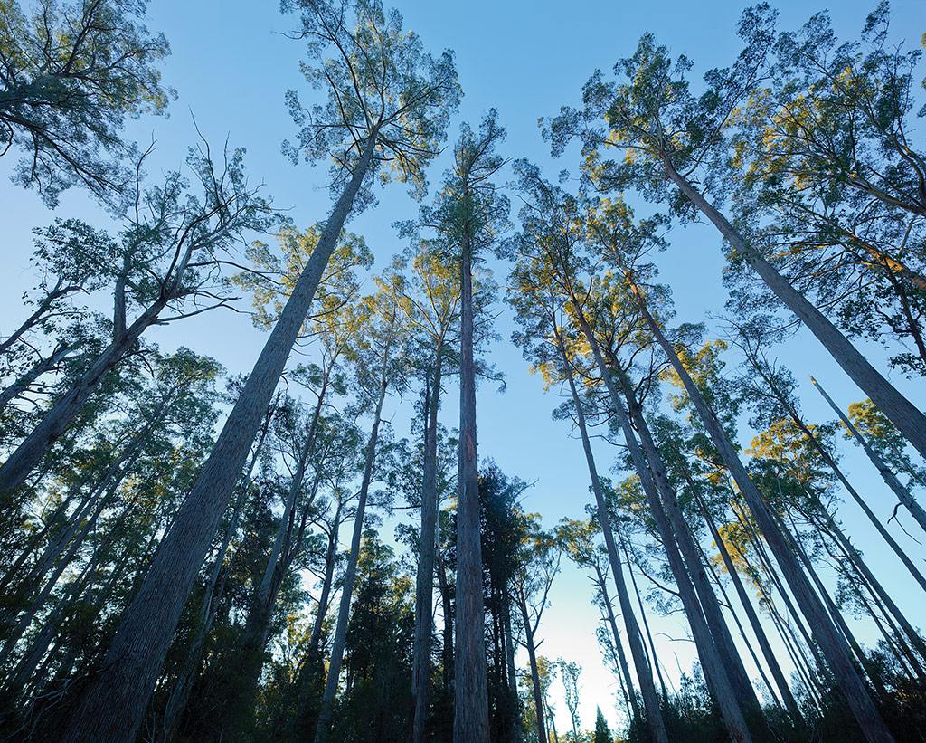 background of Tasmania's magnificent forests STILL sold as 'eco' wood! Dob in Ta Ann
