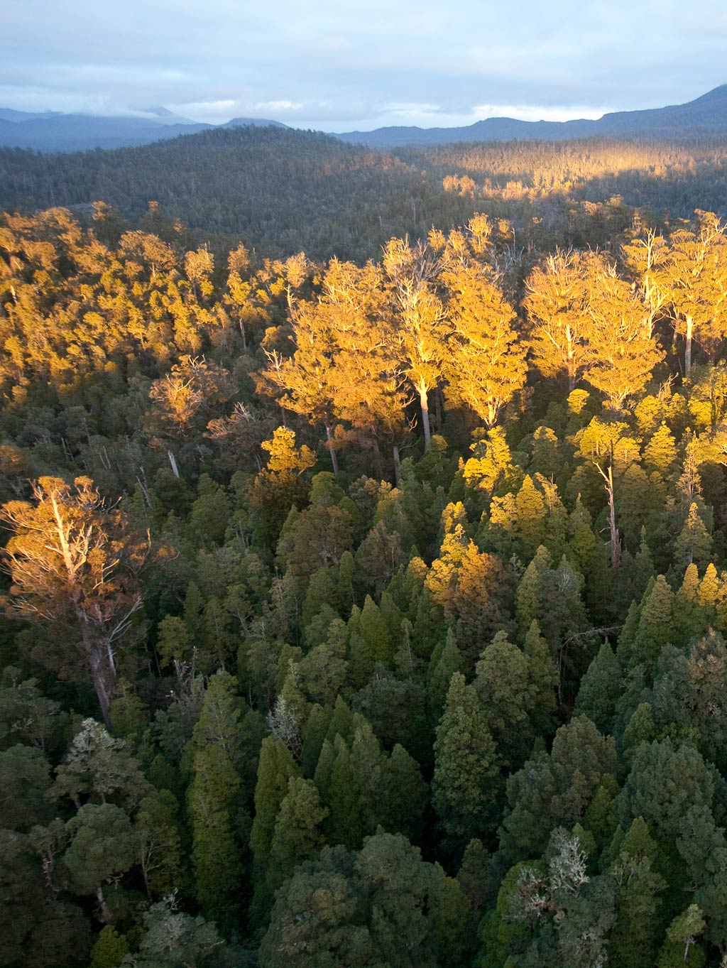 background of Dob in Ta Ann for selling Tasmania's magnificent forests as ‘eco’ wood!